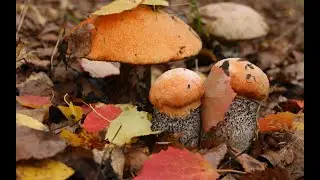 Грибы 