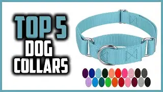 ✅Top 5 Best Dog Collars of Every Kind in 2024