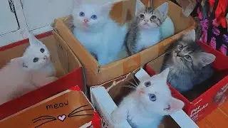 Watch These Playful Kittens in Action! New Cats Alert!