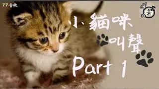 Cute Kittens Meowing│🐈Make your Cat or Dog Go Crazy｜Kitten Meowing│Animal Sounds