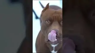 Первый питбуль муса, второй спайк отец мусы❤️ 