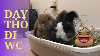 Top 3 Litter Training Mistakes Rabbit Owners Make