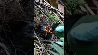 Bird Mother Feeding its Kids | Beautiful Birds Chirping | Stunning Nature | Stress Relief |