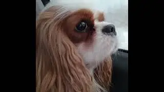 Вита поехала