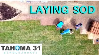Tahoma 31 Bermudagrass Sod