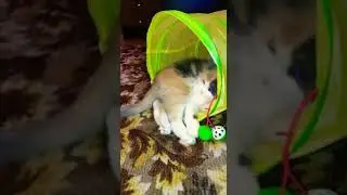 ❤️❤️❤️кисуля- милашечка💝