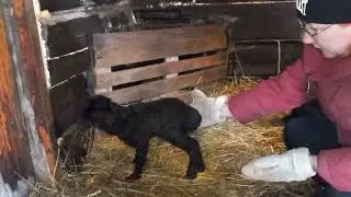 Эдильбаевские овцы. Доем овец поем ягнят.