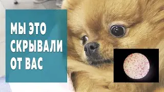 Раскрываем тайну. Внезапная течка и первая вязка шпица Бэллы. Мазок шпица под микроскопом