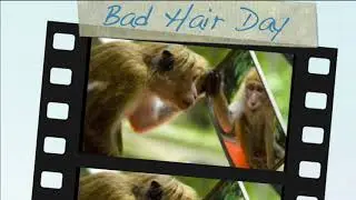 Bad Hair Day - Psalms 91:4