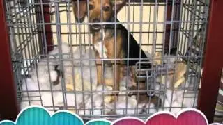 America's funniest pet photos
