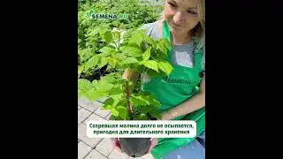 Малина Бальзам