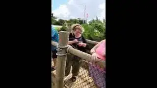 Feeding Gators