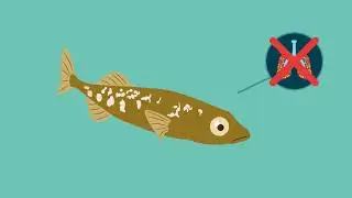 Atmung bei Fischen: Kiemen – Bau und Funktion einfach erklärt | sofatutor