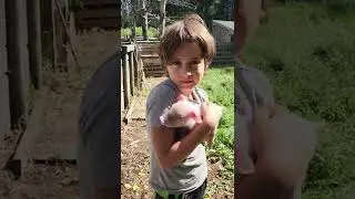 piglets at SAF