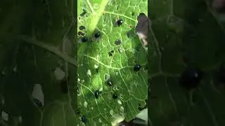 Это что за зверь? 