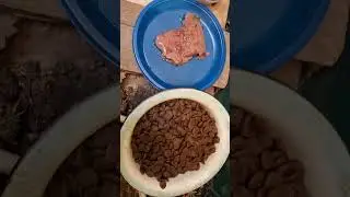 Кошачая Харчевня 