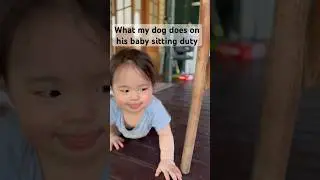 things my dog does when he is on baby sitting duty 