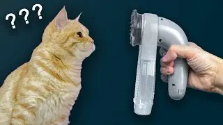 NO COMPRES ESTO si no te gusta tu gato