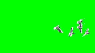 green screen birds flock