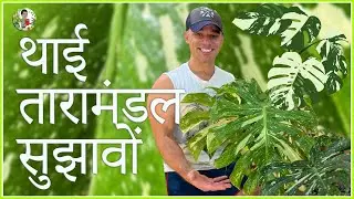 कैसे मैंने अपने मॉन्स्टेरा थाई नक्षत्र का आकार बढ़ाया?