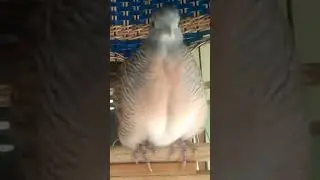 suara nyaring jos