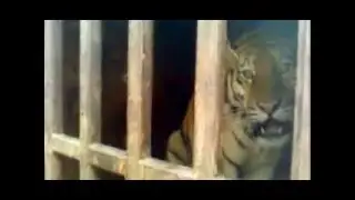 Подруга Шерхана