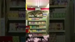 chipkali bhagane ka tarika chipkali chipkali girne se kya hota hai