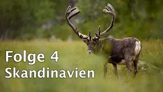04 - Am Zoll „angehalten“ und Probleme bei der Vogelfotografie