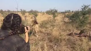Male lion chases hyena's (and vultures) off kill