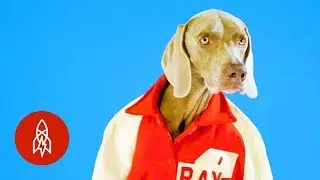 A Day in the Life of the Dog Photographer
