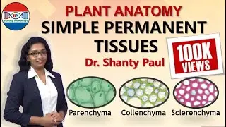 Simple permanent tissues| Ultimate guide to parenchyma, collenchyma & sclerenchyma| Class 11 NEET