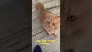 Olly the Friendly Persian