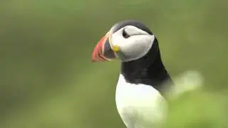 Puffins - Skomer/Skokholm - Dale Sailing