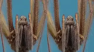 VR 3D House Spider