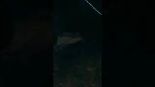 😱Она вышла из леса😱