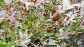 Canon 500d Quality Test 1080p