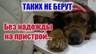 Собака не могла встать и ждала смерти три дня.