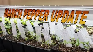 March Pepper Update