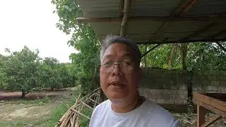 PAANO PABULAKLAKIN ANG KALAMANSI GAMIT ANG POTASSIUM l AUGUSTO FAJARDO