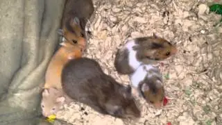 Baby hams finale: time to leave!