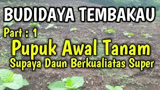 Budidaya Tembakau | Pengocoran Awal || Dairi Farmer