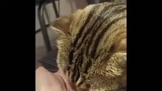 Очередное видео, как кошки едят наши знаменитые капсулы жизни!