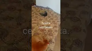 Сегодня лежат на разных концах кровати.