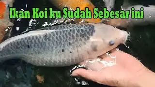 Ikan Koi Ku Sudah Jumbo