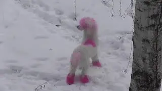 СОБАКИ ИЗ ЦИРКА НА ВОЛЕ СБЕЖАЛИ ОТ ХОЗЯИНА