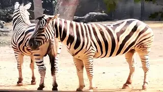 Zebra Animal Natural Life of Zebra Animals