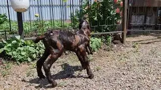Камори козы.8 905 4567 025