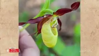 Дюкинский природный заказник