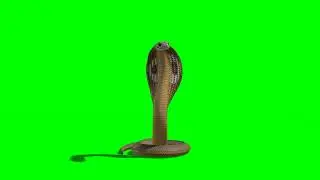 Green Screen Ular Kobra