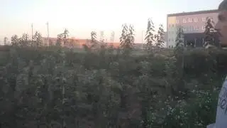 Саженцы 4 корявое начало и немного про кизил